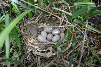 Gallinula chloropus