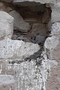 Falco tinnunculus