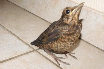 Turdus merula