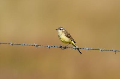 Motacilla flava