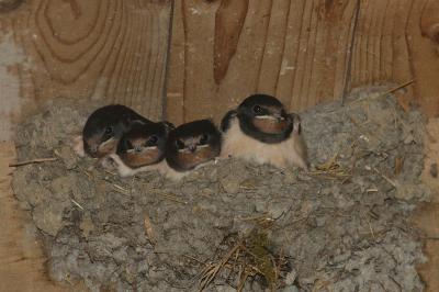 Hirundo rustica