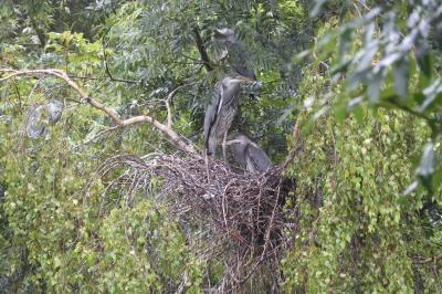 Ardea cinerea