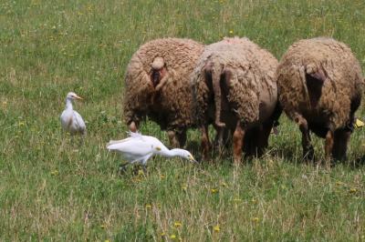 Bubulcus ibis