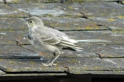 Motacilla alba