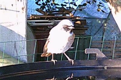 Phoenicurus phoenicurus