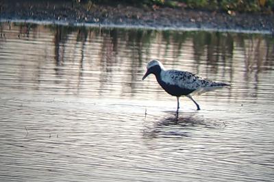 Pluvialis squatarola