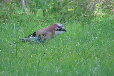 Garrulus glandarius