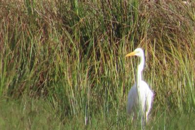 Ardea alba