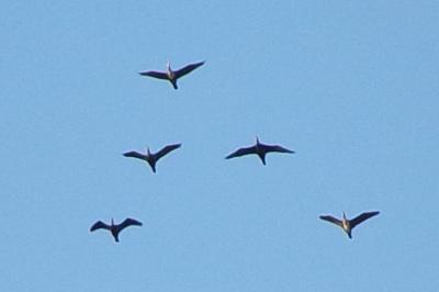 Phalacrocorax carbo