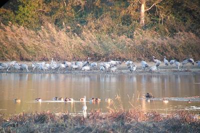 Grus grus