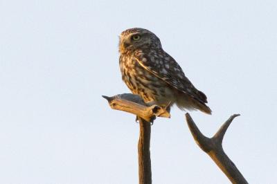Athene noctua