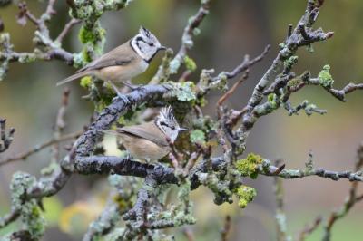 Lophophanes cristatus
