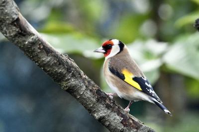 Carduelis carduelis