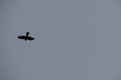 Accipiter nisus