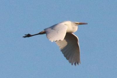 Ardea alba