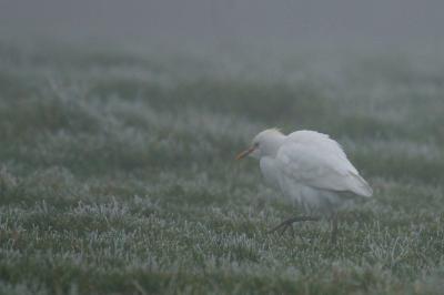 Bubulcus ibis