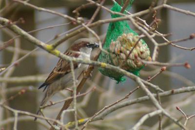 Passer domesticus