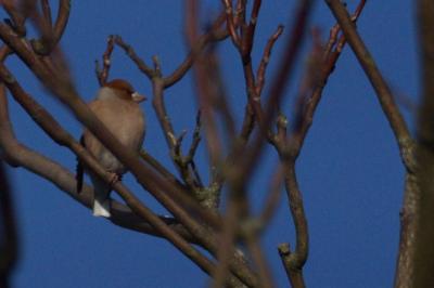 Coccothraustes coccothraustes
