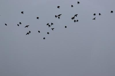 Sturnus vulgaris