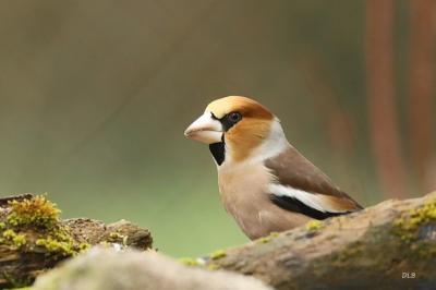 Coccothraustes coccothraustes