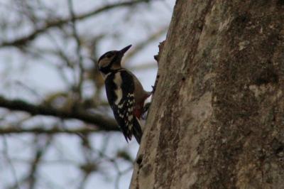 Dendrocopos major