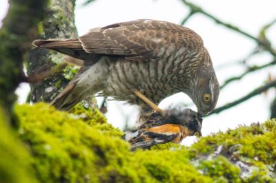 Accipiter nisus