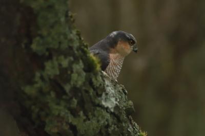 Accipiter nisus
