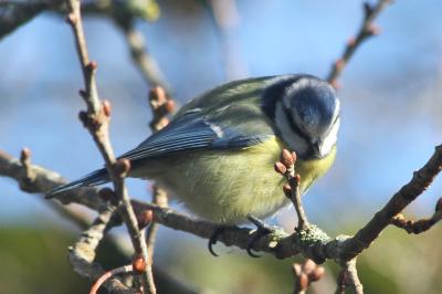 Cyanistes caeruleus