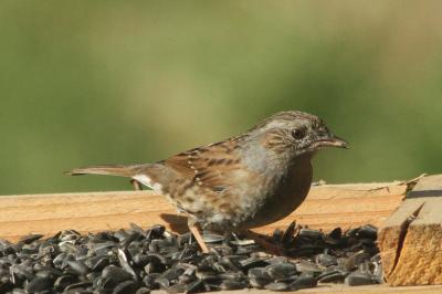 Prunella modularis