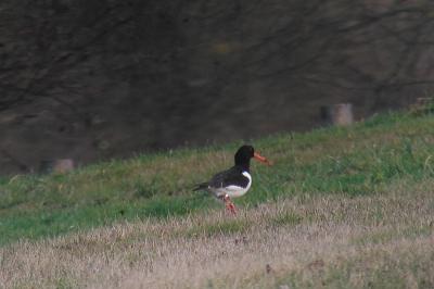 Haematopus ostralegus