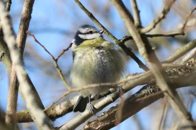 Cyanistes caeruleus