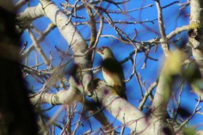 Picus viridis