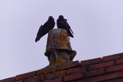 Corvus monedula