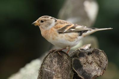 Fringilla montifringilla