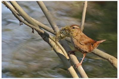 Troglodytes troglodytes
