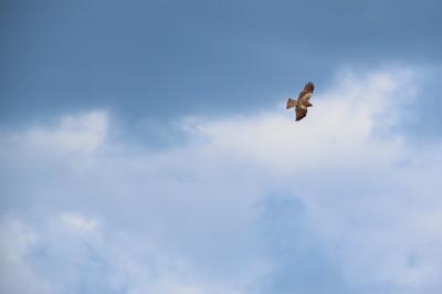 Milvus migrans