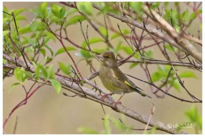 Chloris chloris