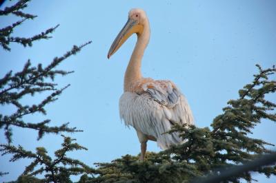 Pelecanus onocrotalus