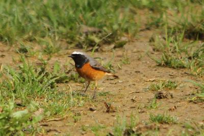 Phoenicurus phoenicurus