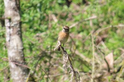 Saxicola rubicola