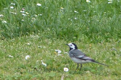 Motacilla alba