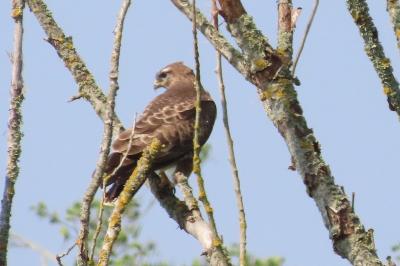 Buteo buteo