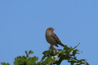 Emberiza calandra