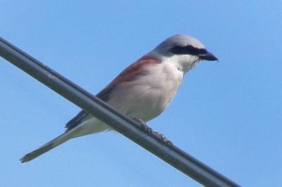 Lanius collurio