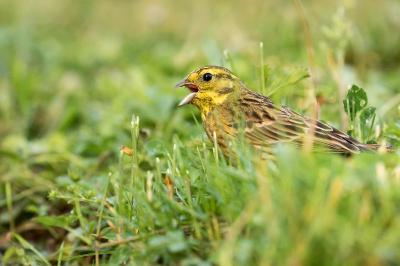 Emberiza citrinella