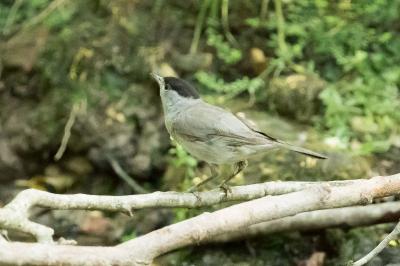 Sylvia atricapilla