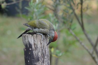 Picus viridis