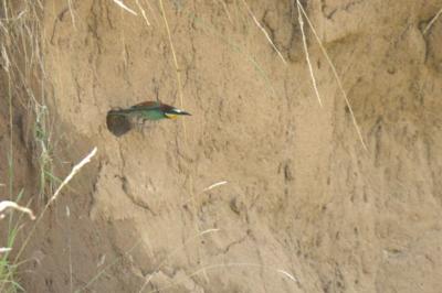 Merops apiaster