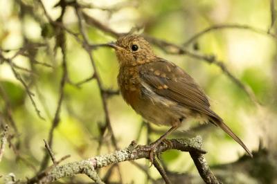 Erithacus rubecula