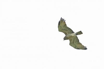 Circaetus gallicus